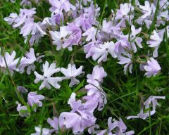 Tapeta Nature Flowers 670.jpg